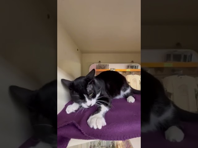 CandyMan @ H.A.L.O. Rescue!