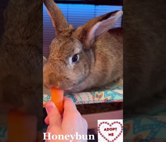 Honeybun & Poppy eating carrot @ H.A.L.O. Rescue