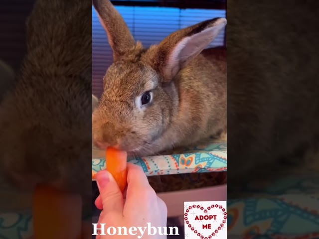Honeybun & Poppy eating carrot @ H.A.L.O. Rescue