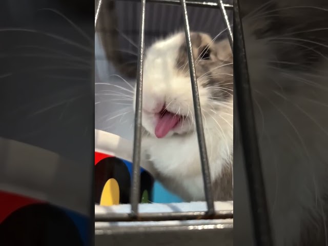 Flower in SlowMo @ H.A.L.O. Rescue