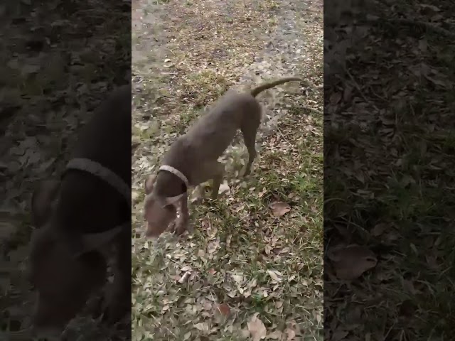 Gatsby terrorizing small dog by accident 🤣