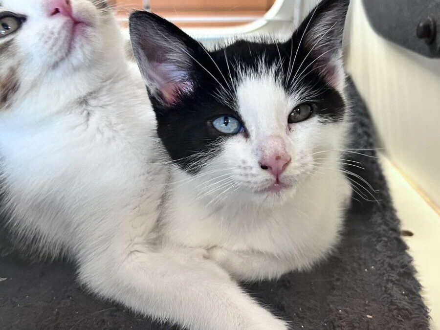 Agama – Adoption Pending!