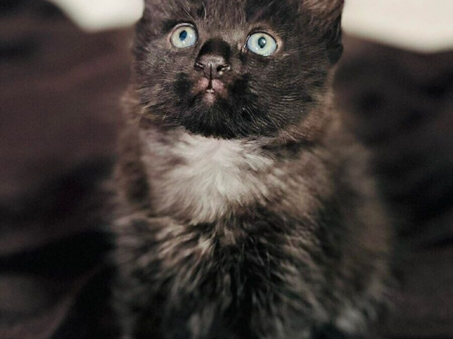 Bella
