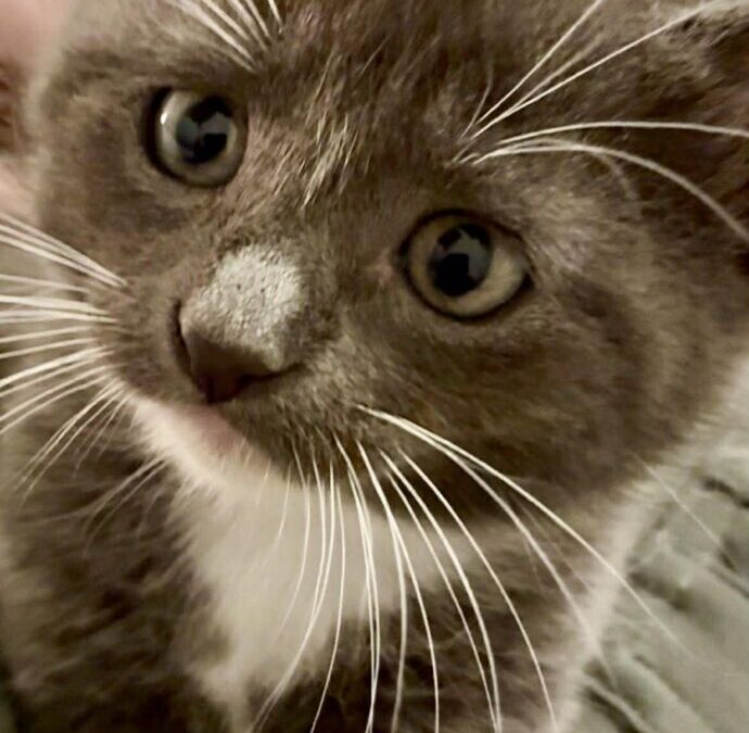 Ferdinand- Adoption Pending!