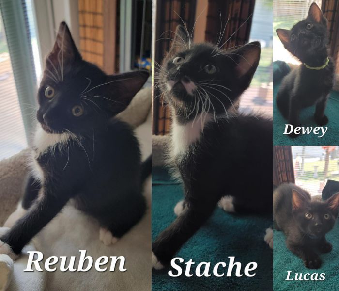 Kittens in Foster Care Gallery