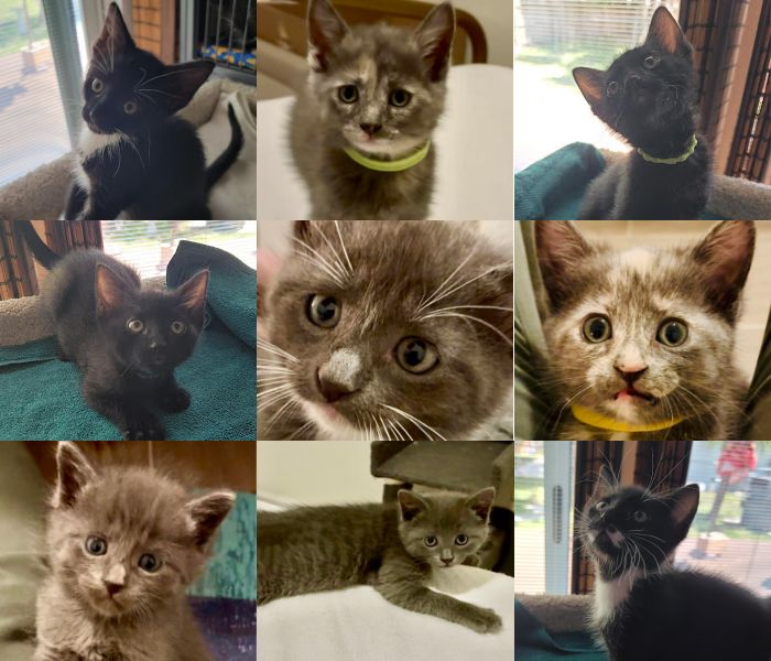 Kittens in Foster Care Gallery