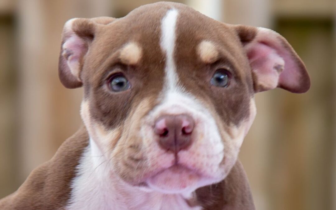 Honey Badger – Adoption Pending!