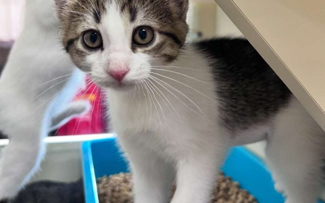 Iguana – Adoption Pending!