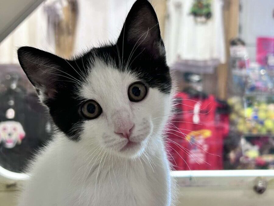 Leachianus- Adoption Pending!