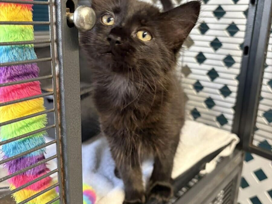 Moonrain- Adoption Pending!