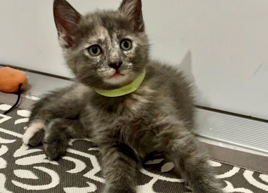 Ophelia – Adoption Pending!