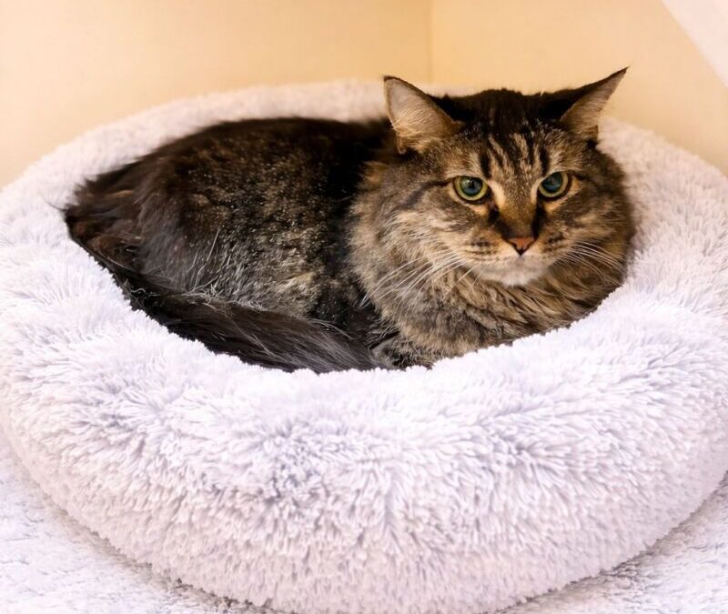 Sanity- Adoption Pending!