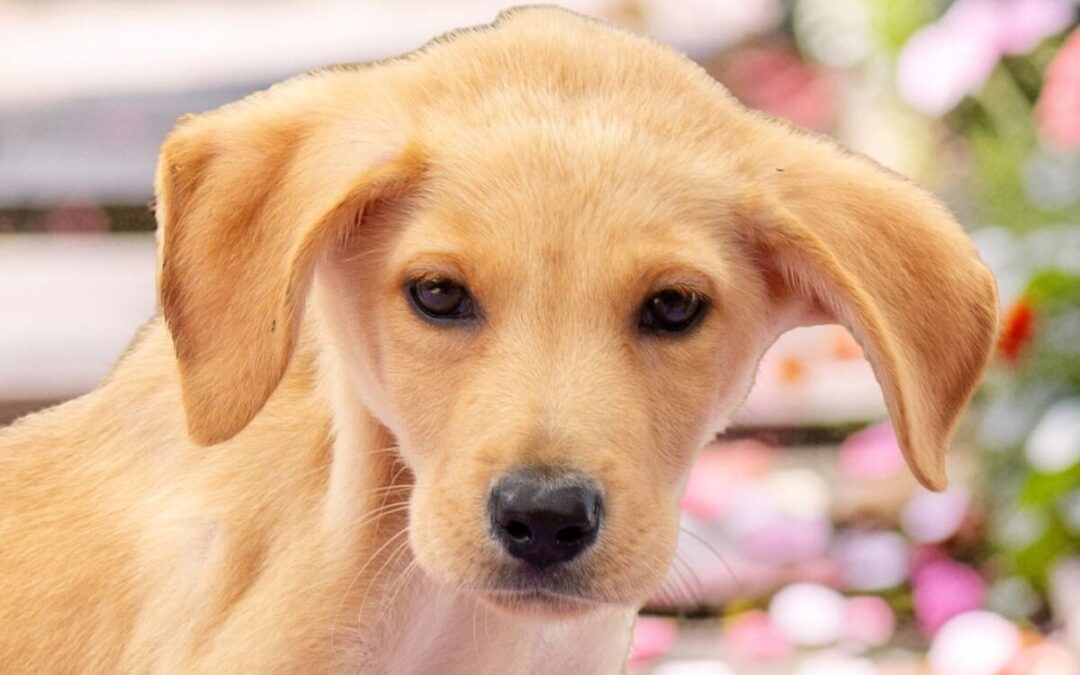 Sesame – Adoption Pending!