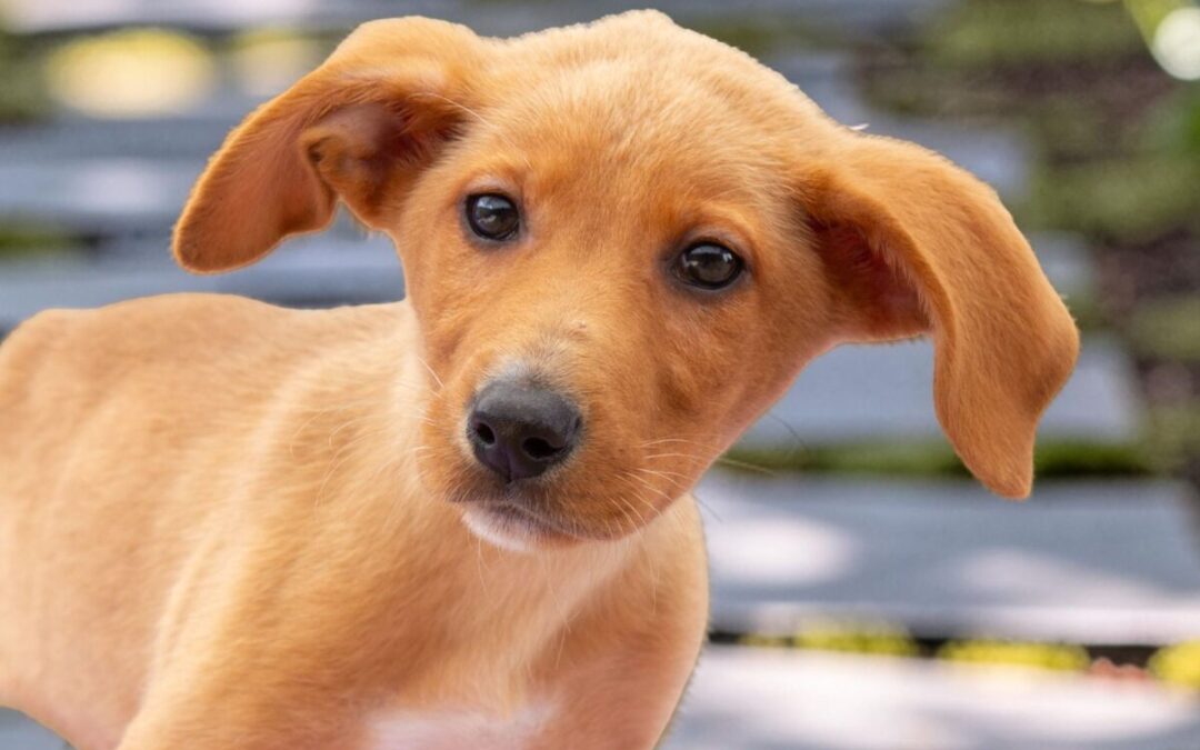 Sourdough- Adoption Pending!