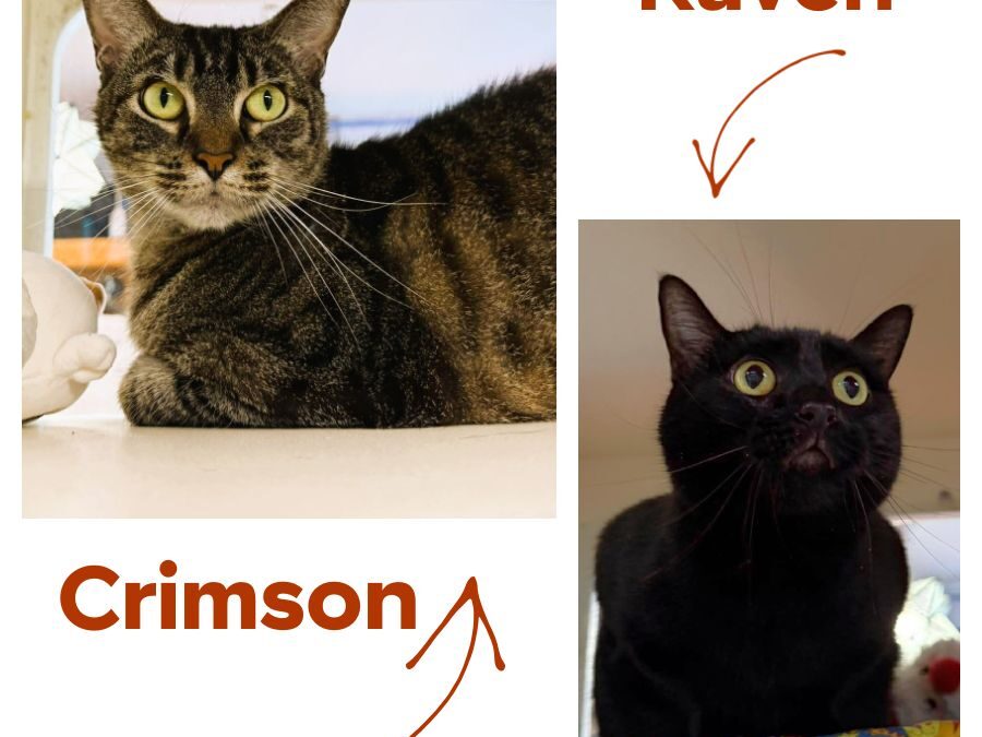 Crimson & Raven- Adoption Pending!