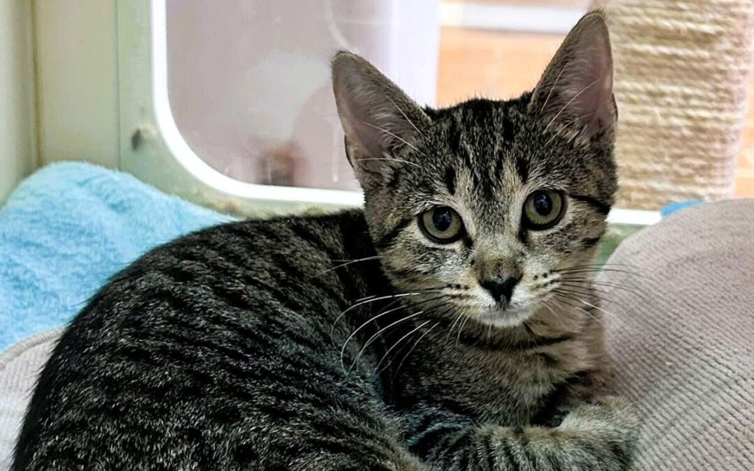 Crustina – Adoption Pending!