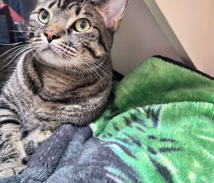 Esteban (3)