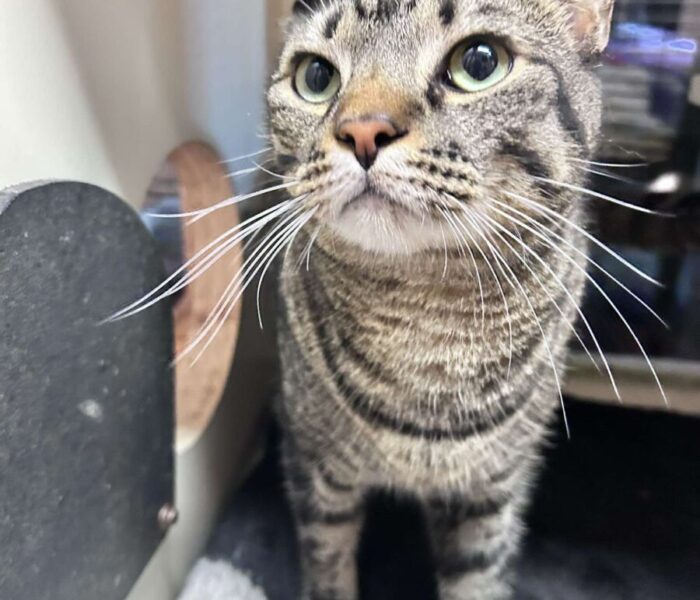 Esteban (5)