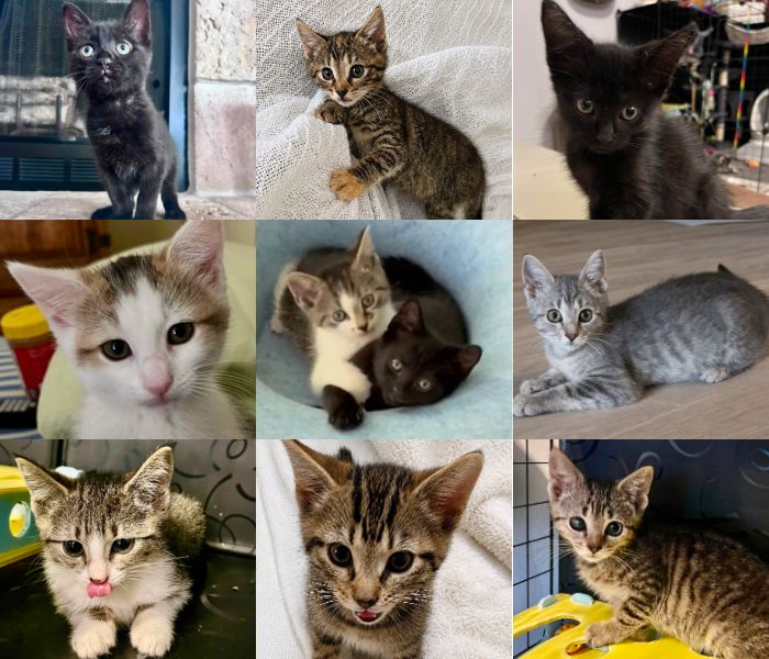 Kittens in Foster Care Gallery