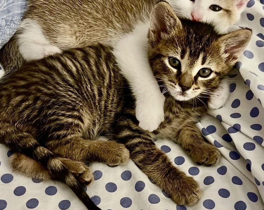 Gatsby- Adoption Pending!