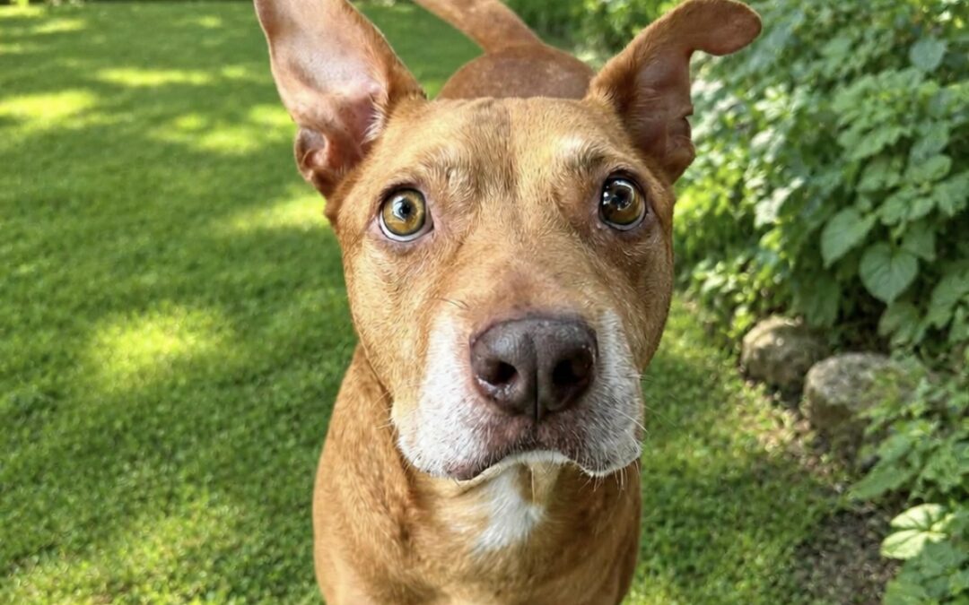 Penny