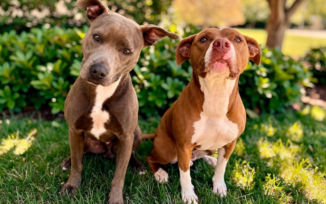 Drogo & Khaleesi