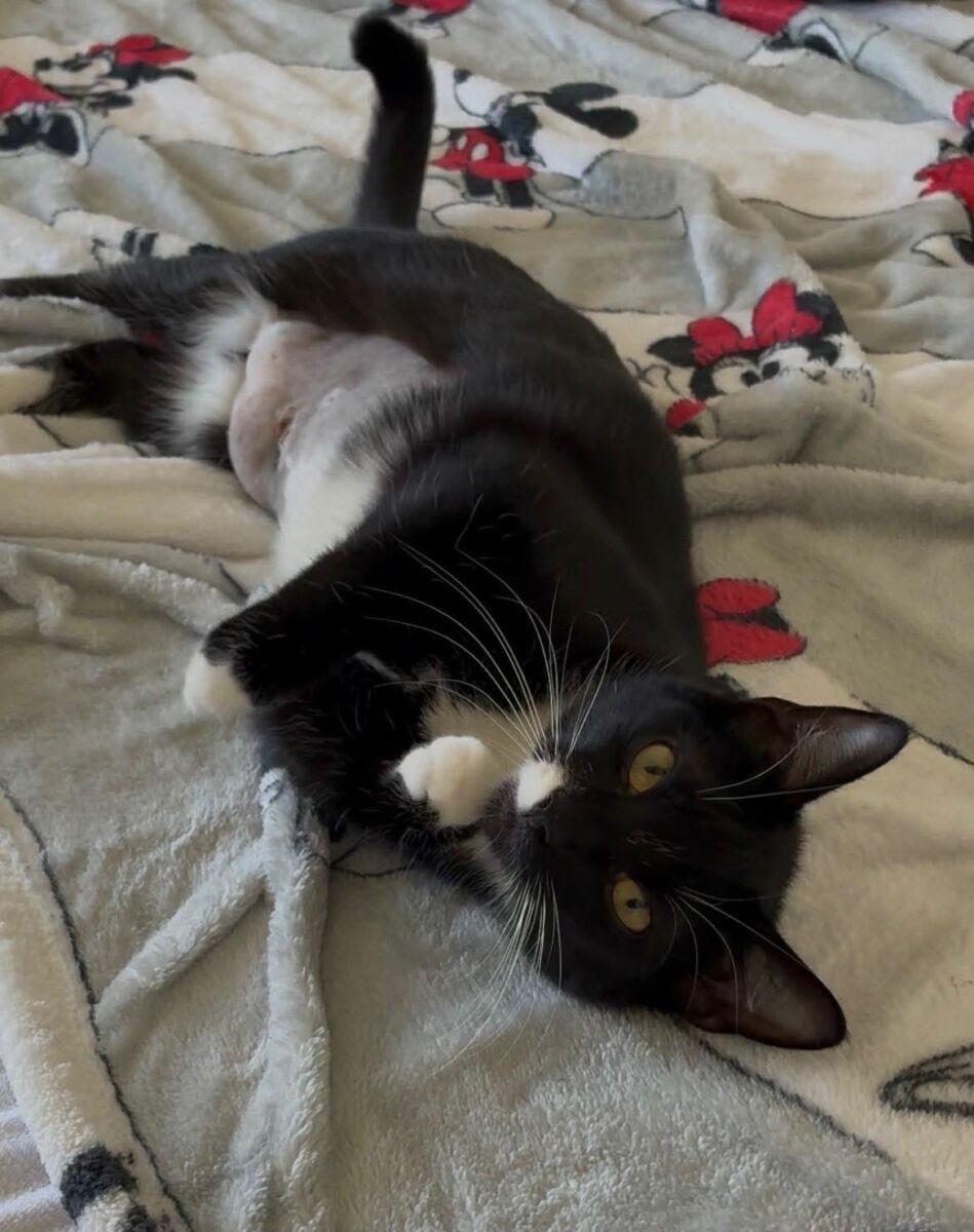 Oreo (10)
