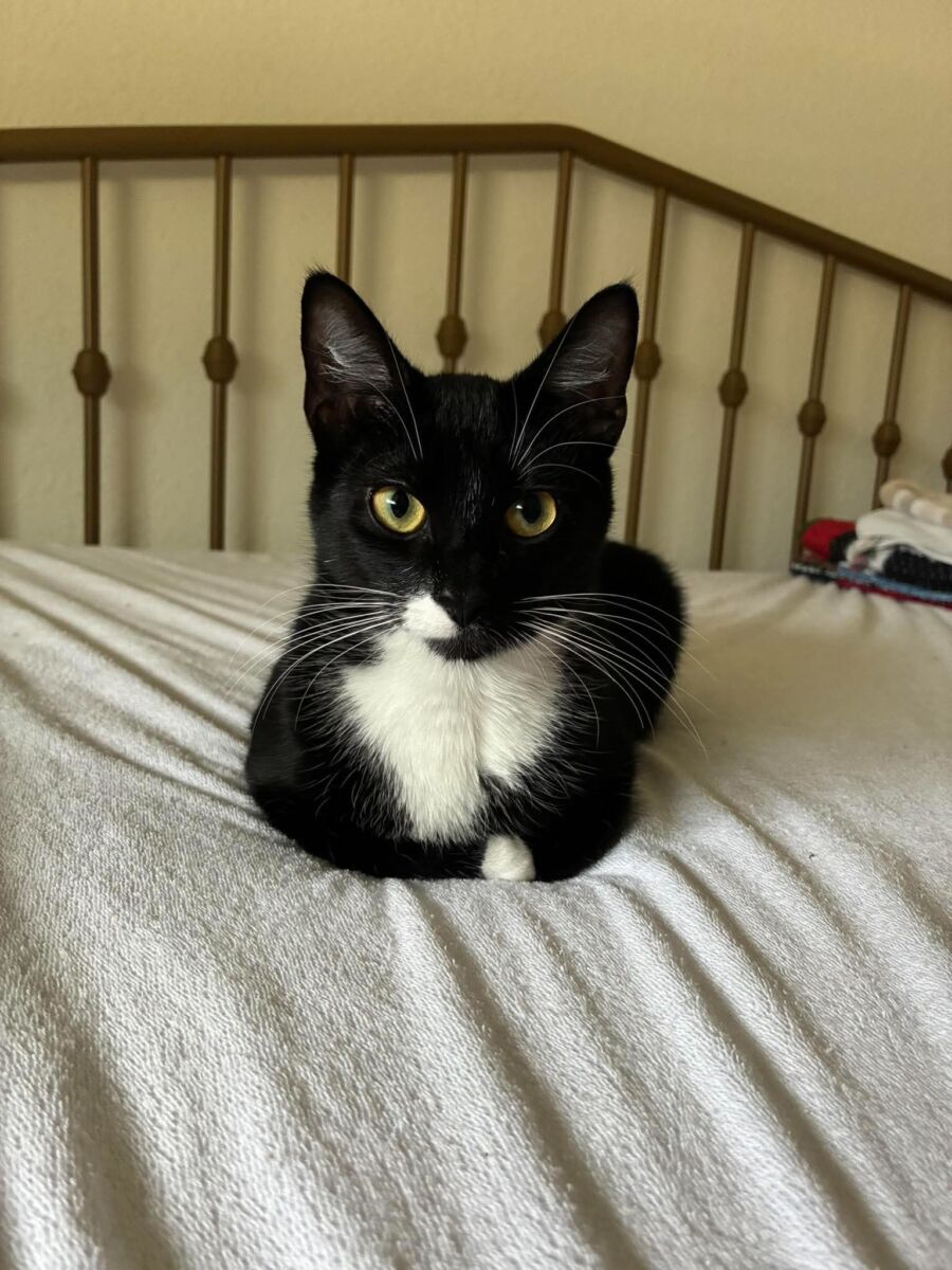 Oreo (4)