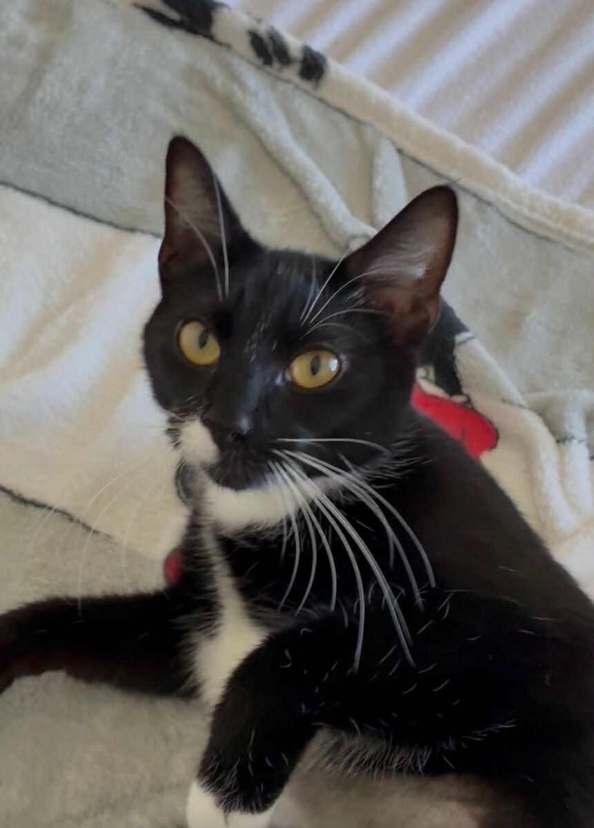 Oreo (7)