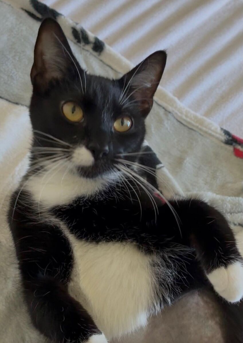 Oreo (8)
