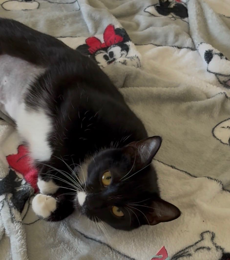 Oreo (9)