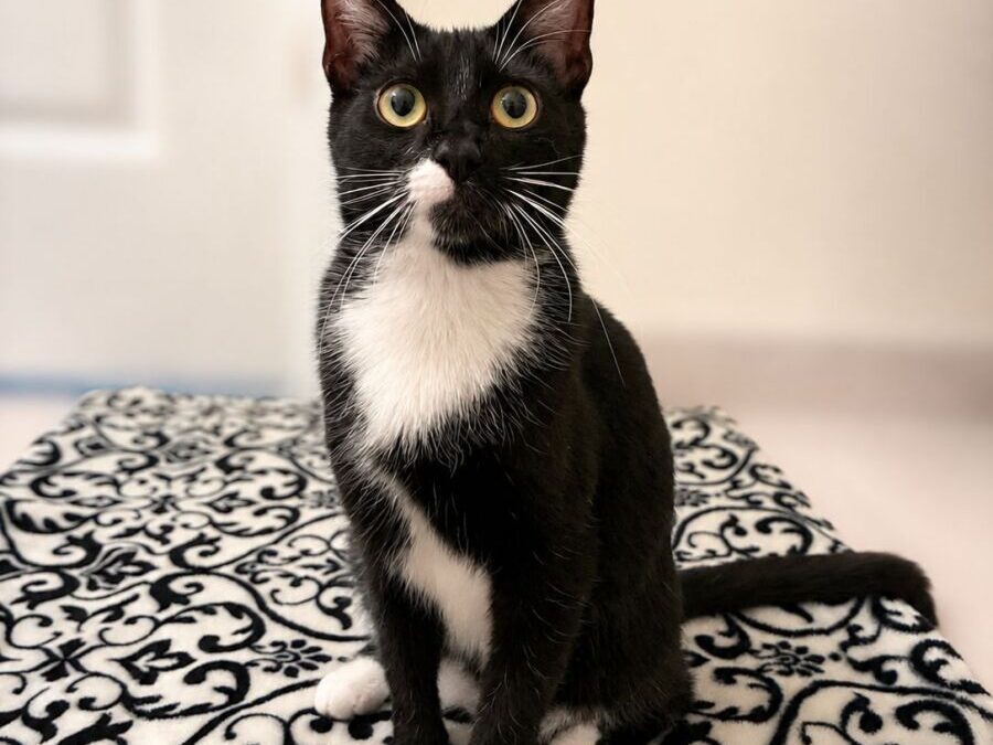 Oreo