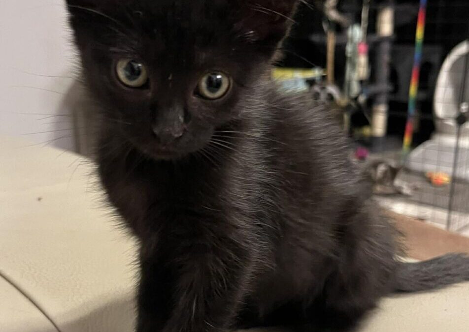 Panther – Adoption Pending!
