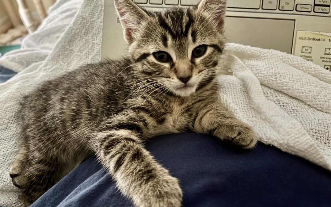 Pip- Adoption Pending!
