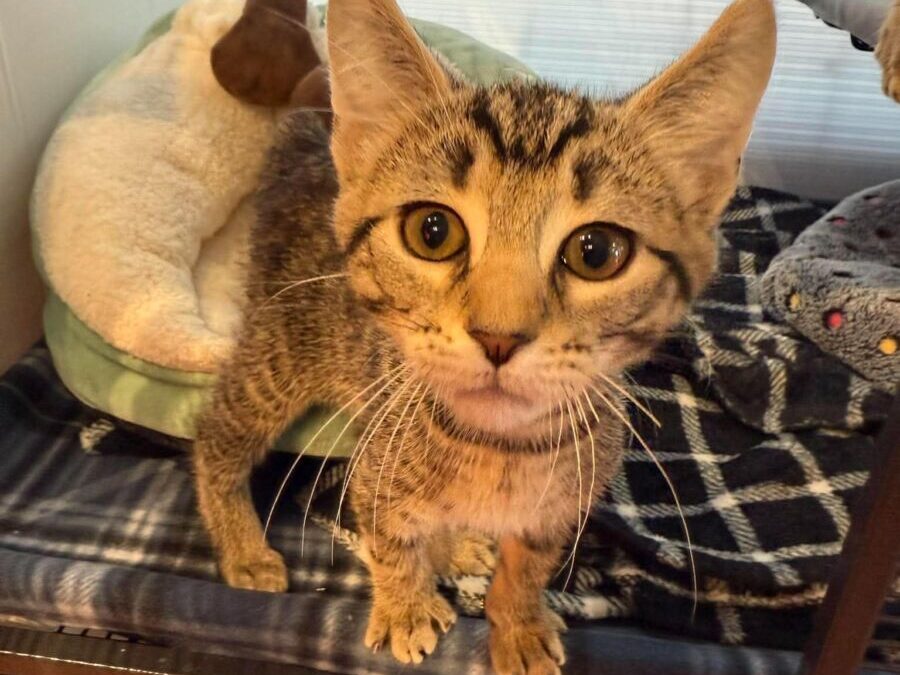 Pip