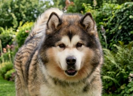 Kodiak – Adoption Pending!