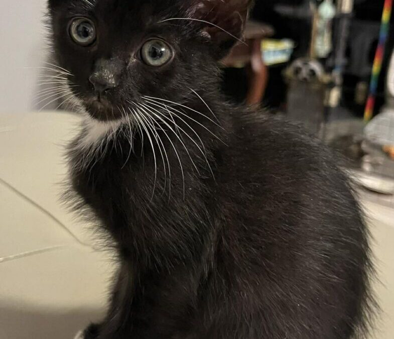 Rajah- Adoption Pending!