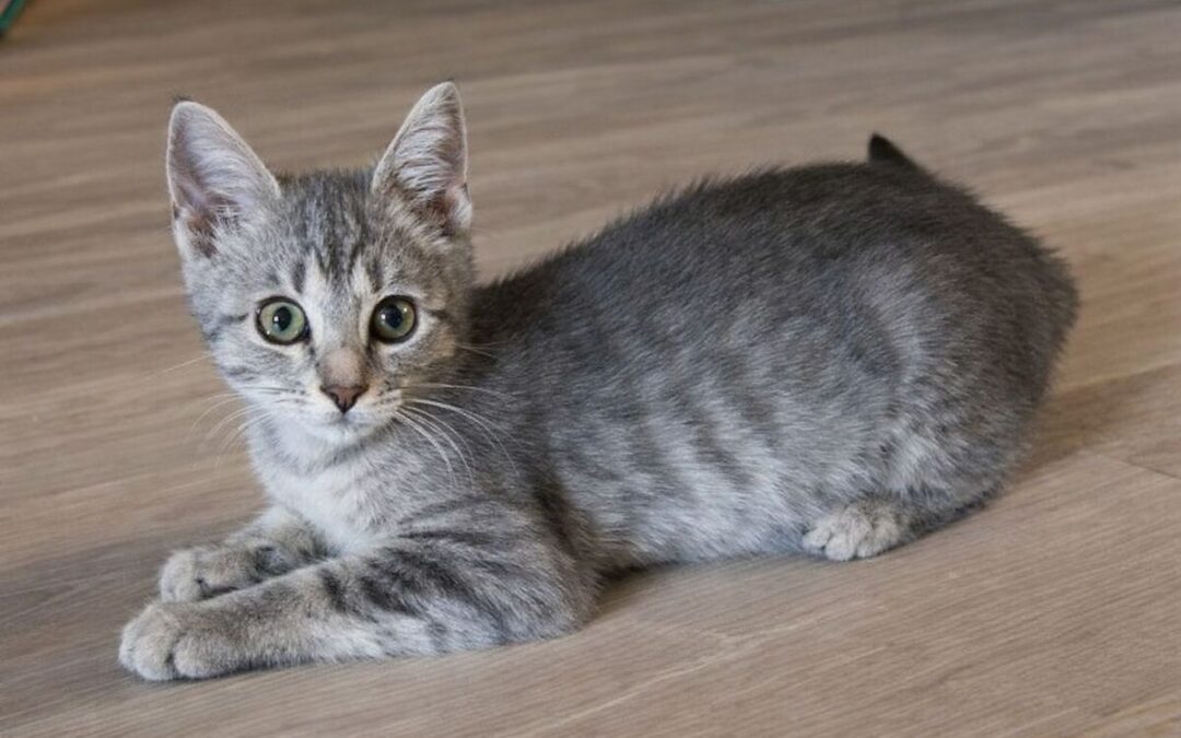 Sabrina- Adoption Pending!