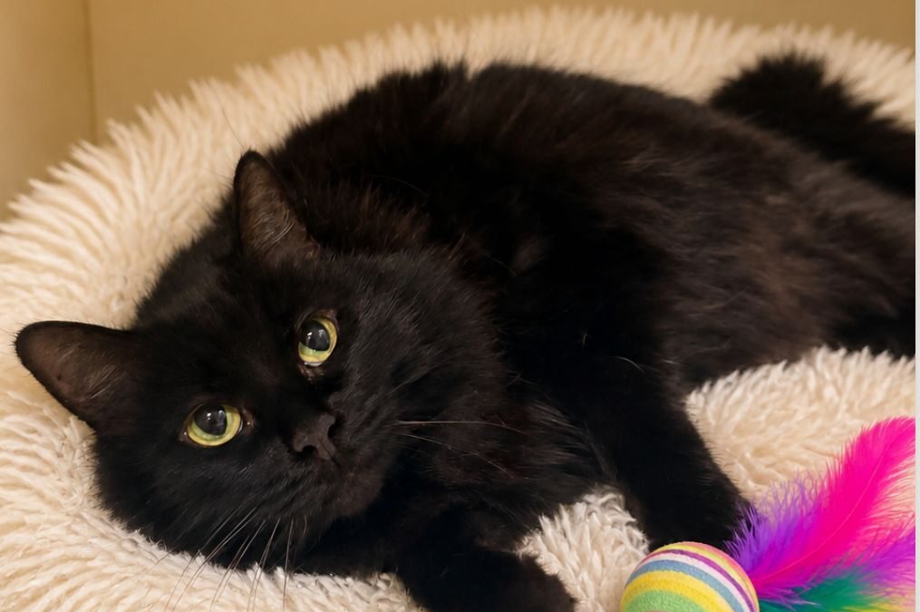 Salem