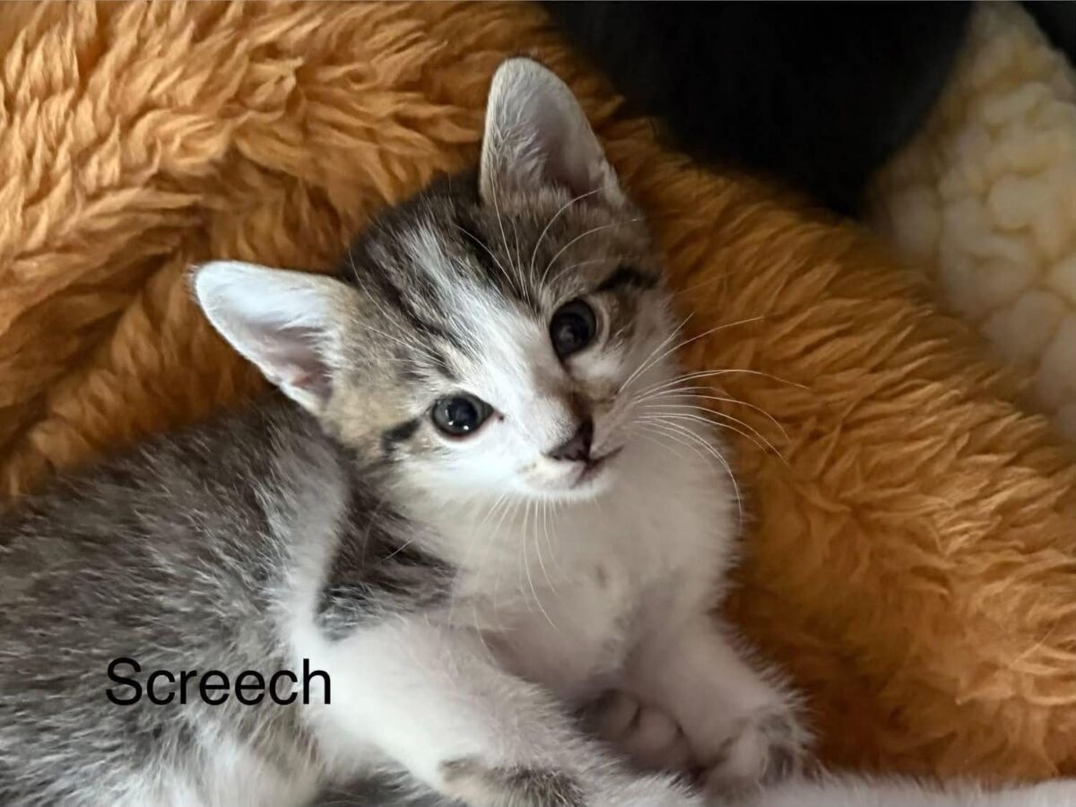 Screech (4)