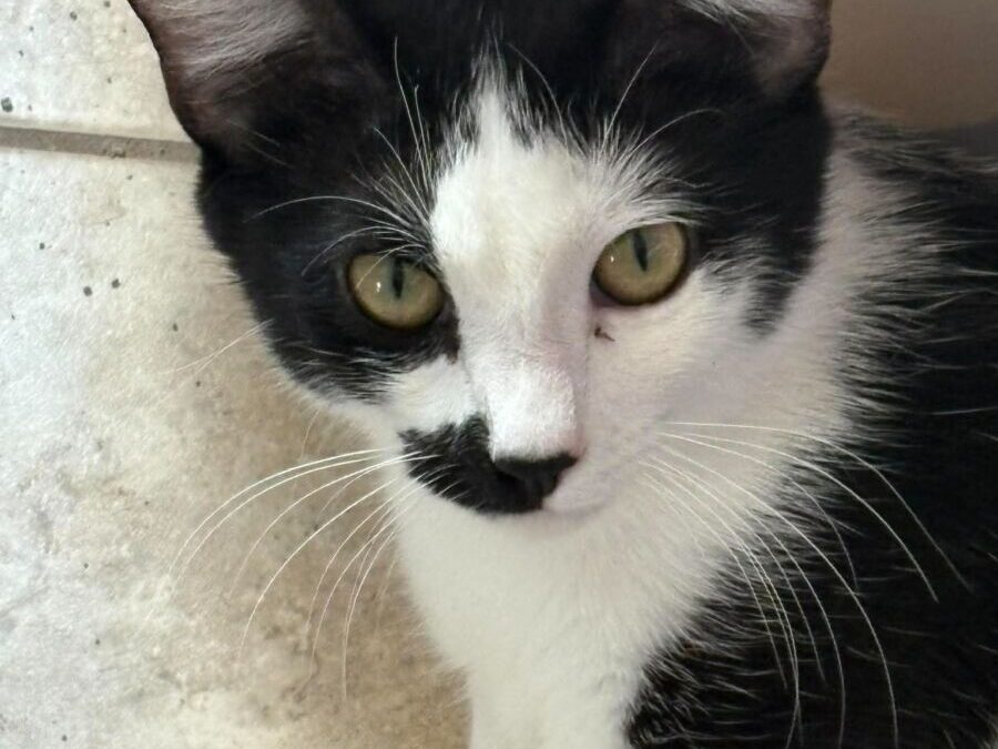 Tempest – Adoption Pending!