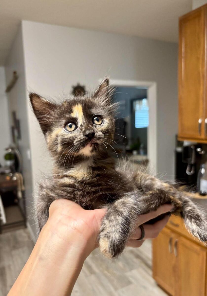 Waffles (9)