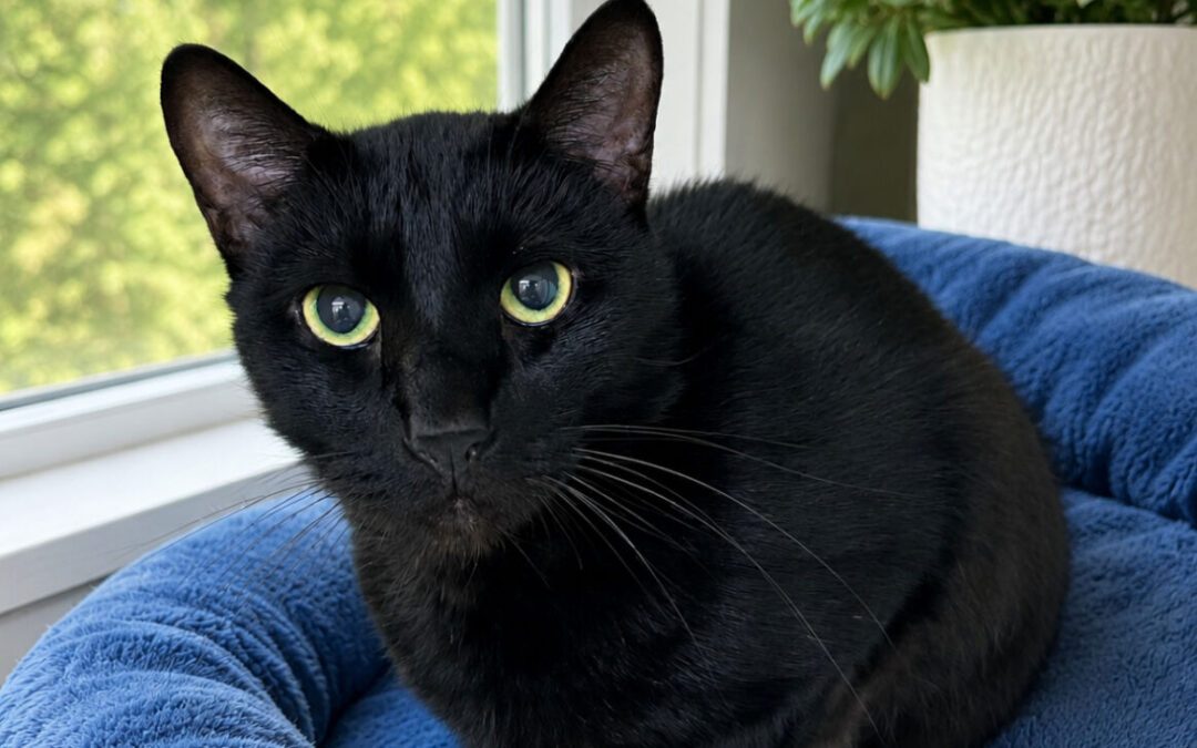Jack – Adoption Pending!