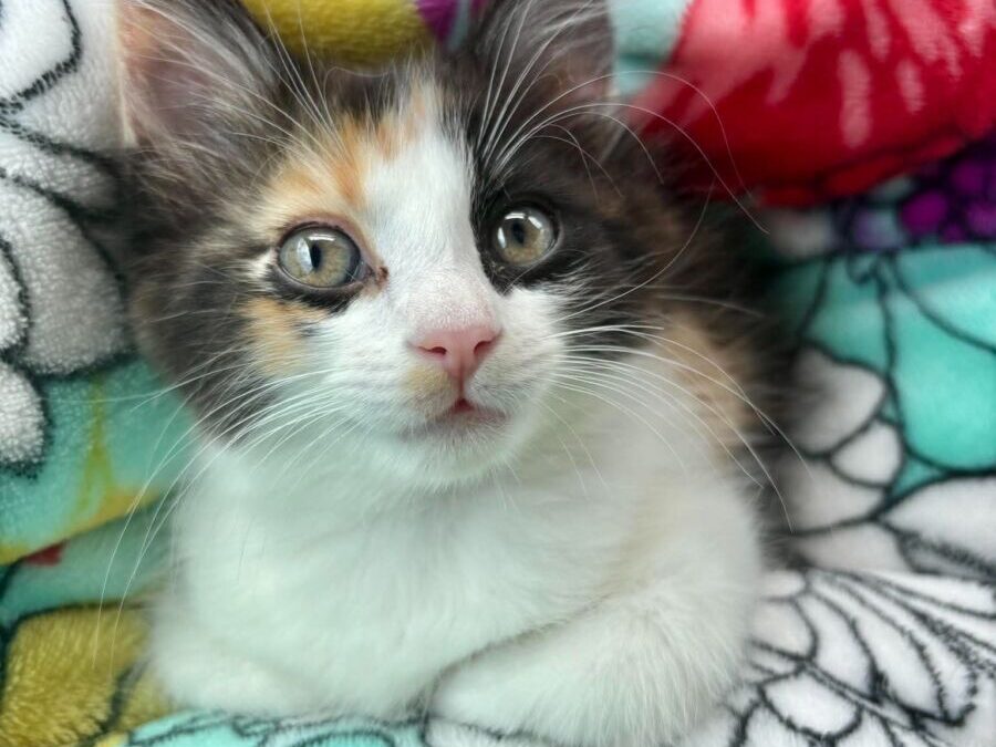 Biscuit