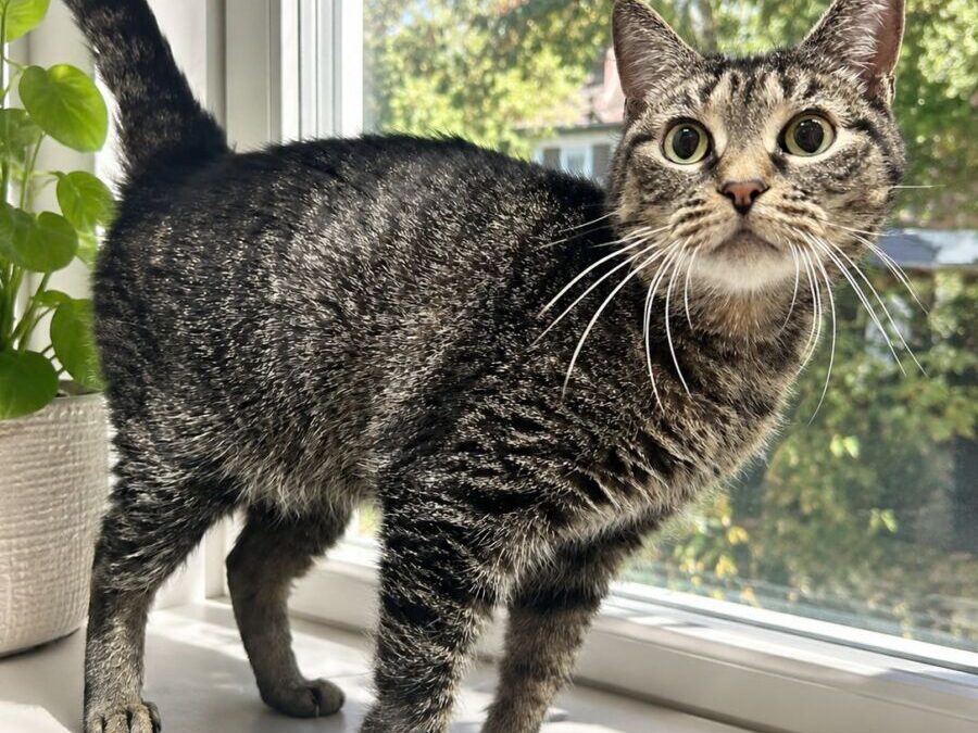 Bootsy