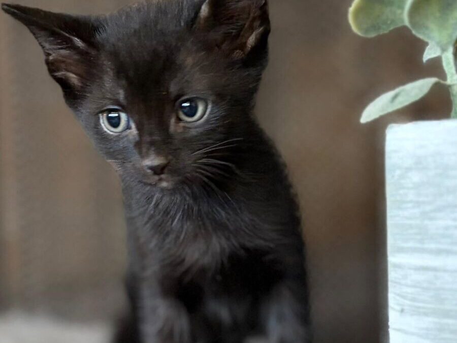 Caleb-Adoption Pending!