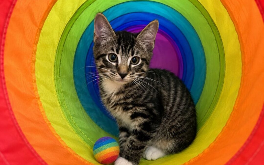 Colt- Adoption Pending!