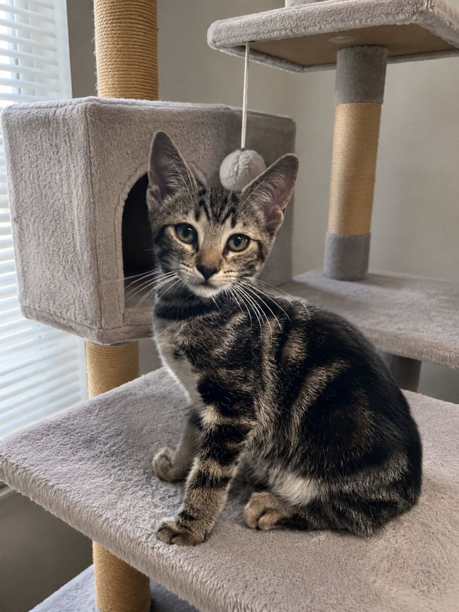 Dex on the tree edit