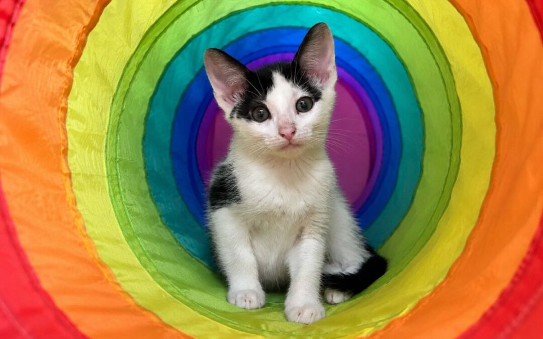Duke – Adoption Pending!