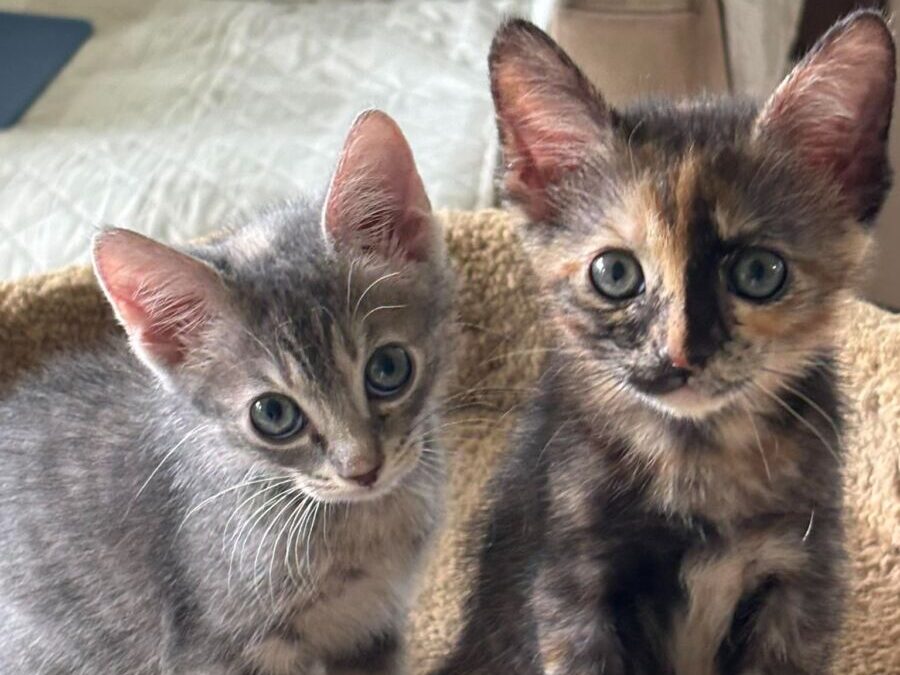 Emmy Blue &/or Isla